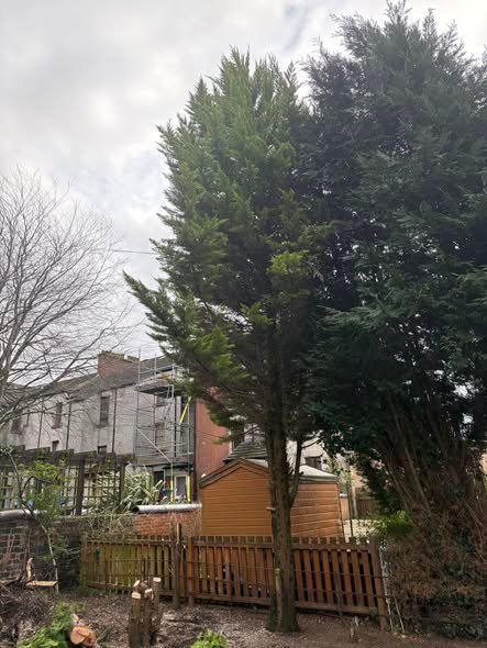 JR's Tree and Landscape Services Projects