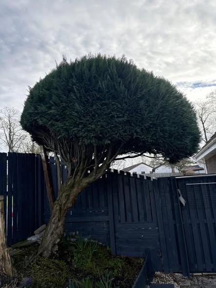 JR's Tree and Landscape Services