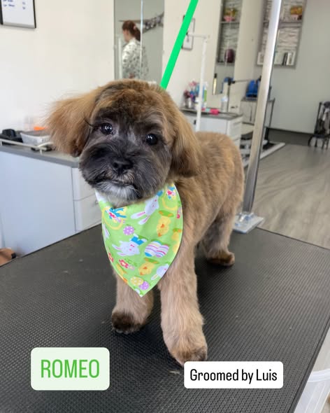 LaBella Pet Boutique