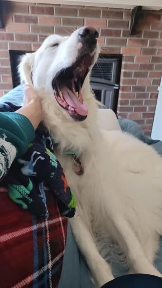 Our Grooming Work