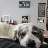 Pet Grooming