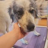 Launched Park and Bark Pet Grooming