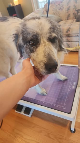 Pet Grooming